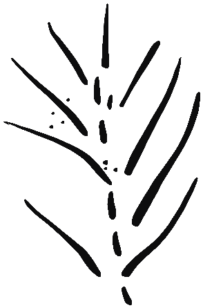 Image of the occurrence